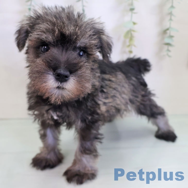 熊本県のミニチュアシュナウザー (ペットプラス 熊本店/2025年8月28日生まれ/男の子/ソルトペッパー)の子犬の2枚目の画像