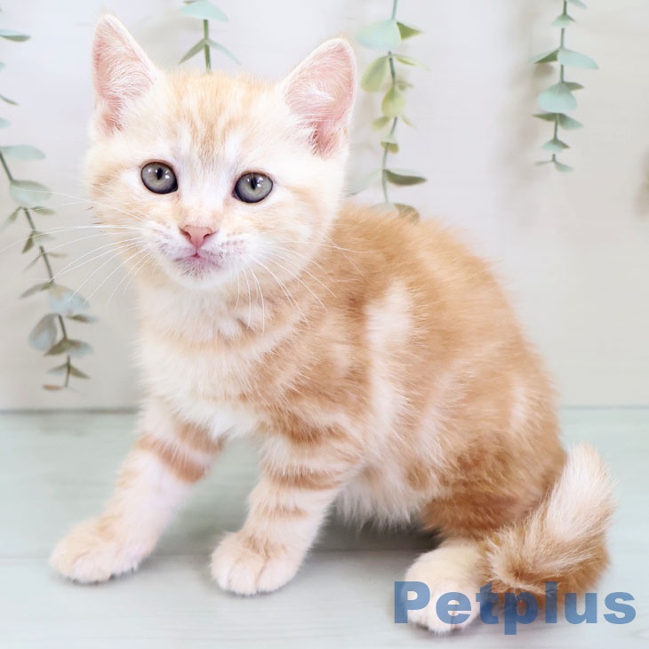 アメリカンショートヘア