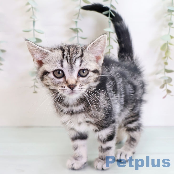 アメリカンショートヘア