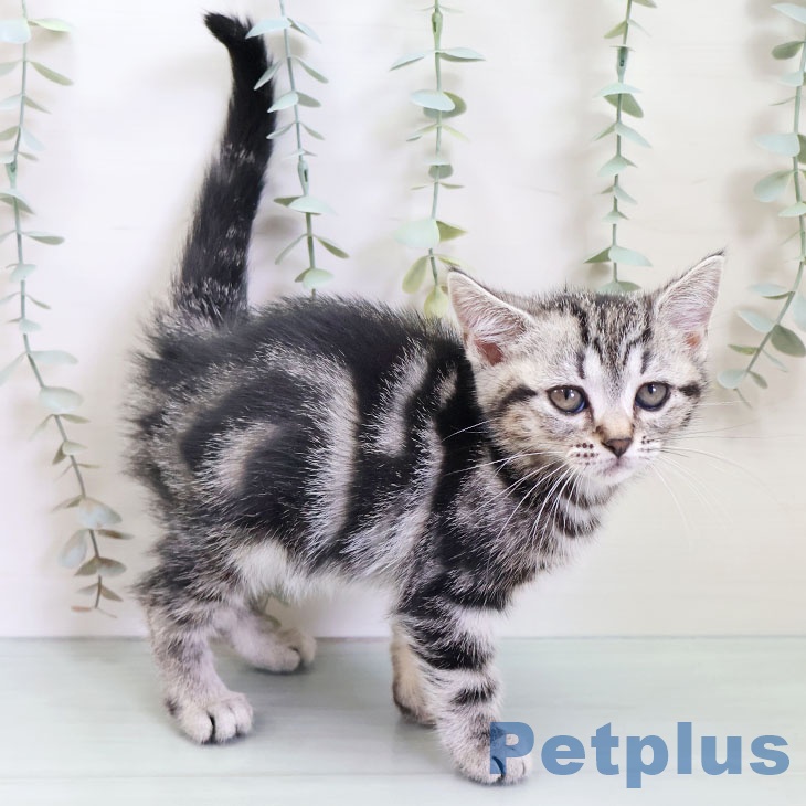 アメリカンショートヘア