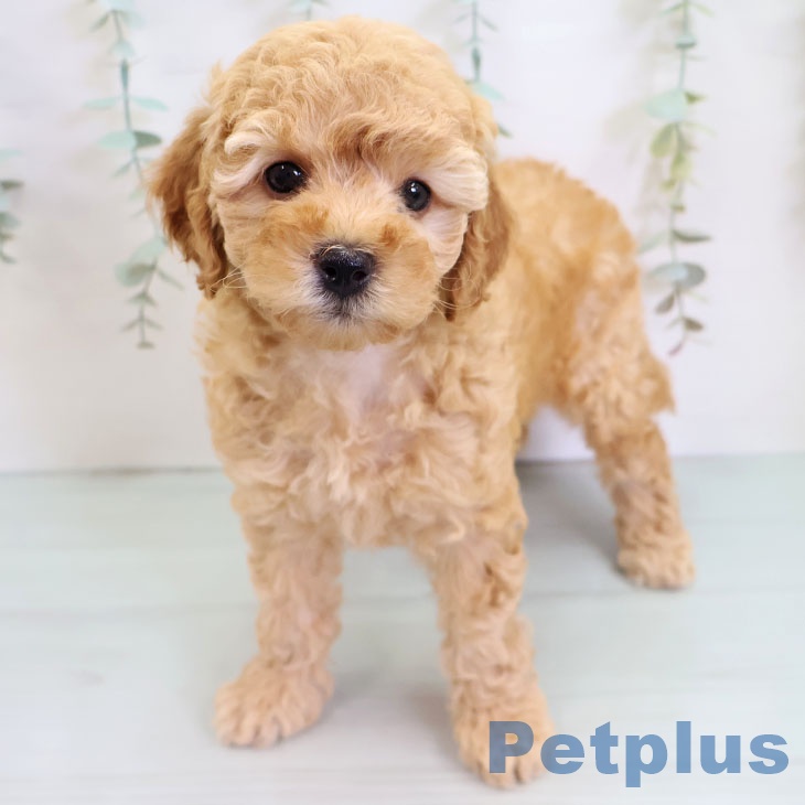 石川県のトイプードル(トイ) (ペットプラス かほく店/2025年9月1日生まれ/女の子/アプリコット)の子犬