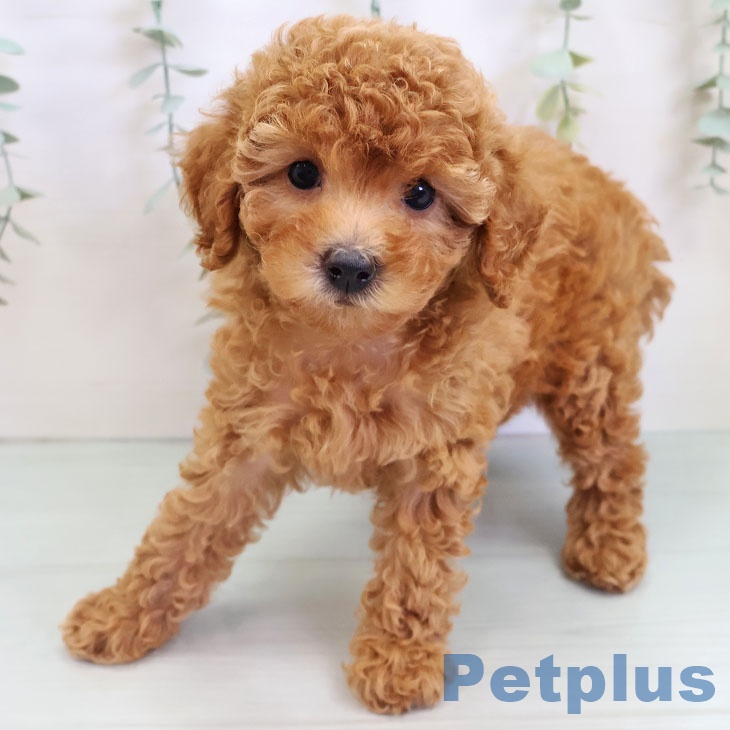 愛知県のトイプードル(トイ) (ペットプラス 豊田店/2025年9月1日生まれ/女の子/レッド)の子犬の1枚目の画像