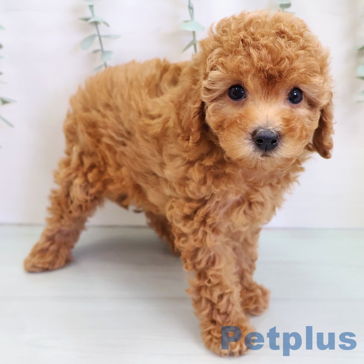 愛知県のトイプードル(トイ) (ペットプラス 豊田店/2025年9月1日生まれ/女の子/レッド)の子犬の2枚目の画像