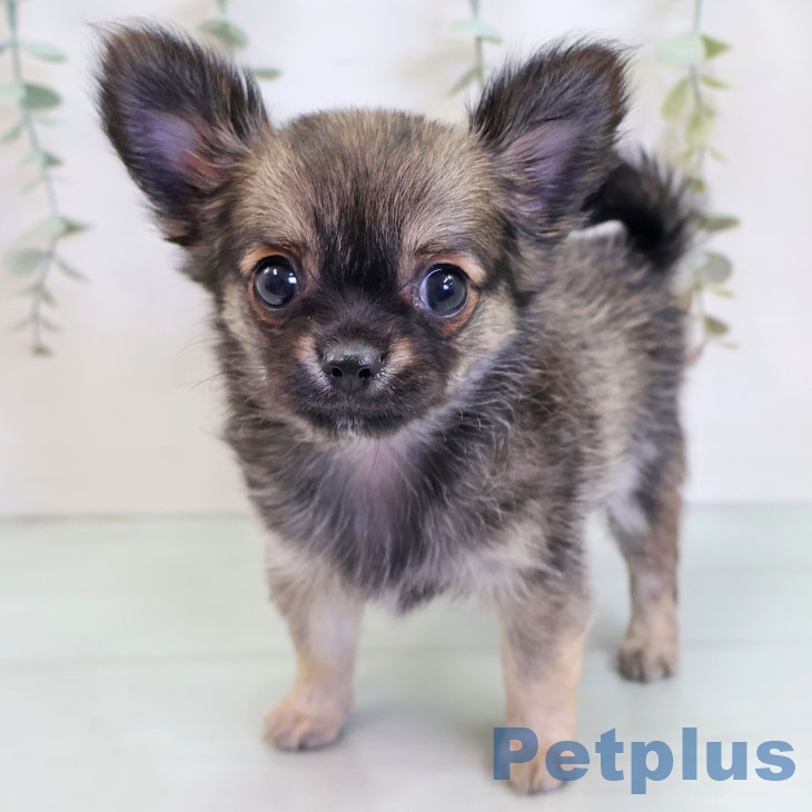 福岡県のチワワ(ロング) (ペットプラス 八幡東店/2025年8月30日生まれ/女の子/フォーンホワイト)の子犬