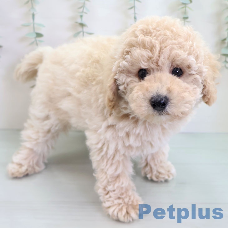 トイ・プードル