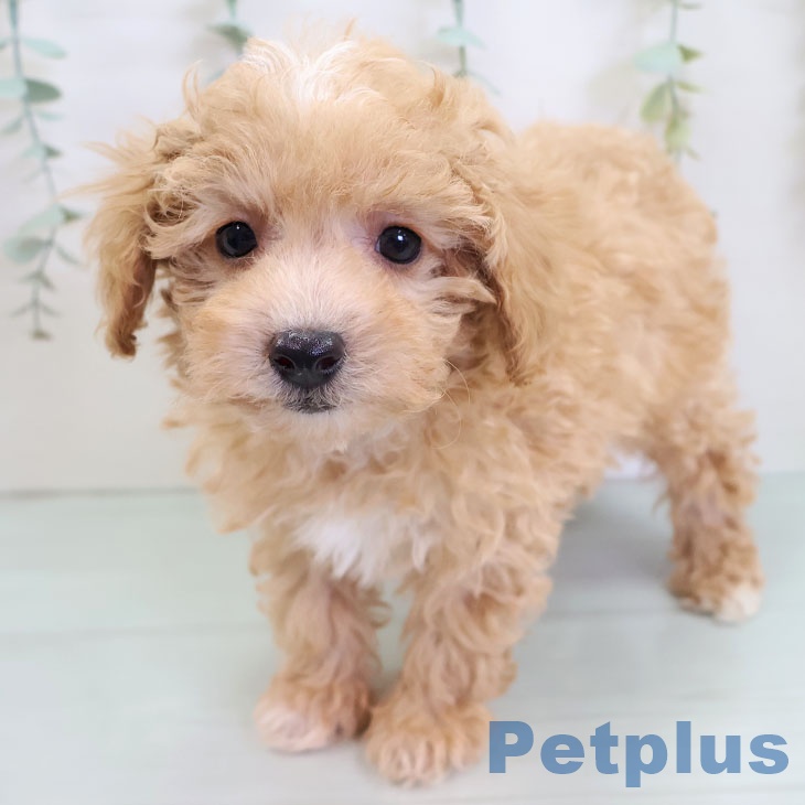 鹿児島県のトイプードル(トイ) (ペットプラス 姶良店/2025年9月4日生まれ/男の子/アプリコット)の子犬の1枚目の画像