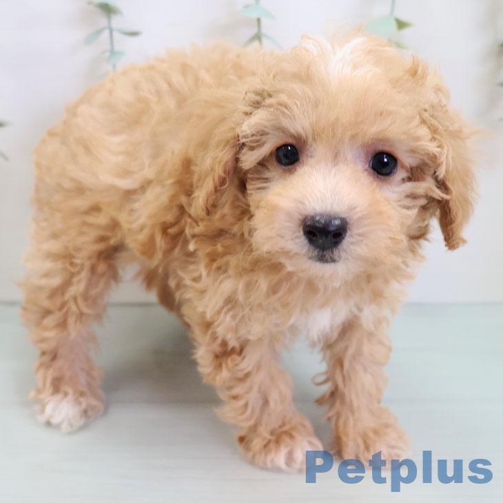 鹿児島県のトイプードル(トイ) (ペットプラス 姶良店/2025年9月4日生まれ/男の子/アプリコット)の子犬の2枚目の画像