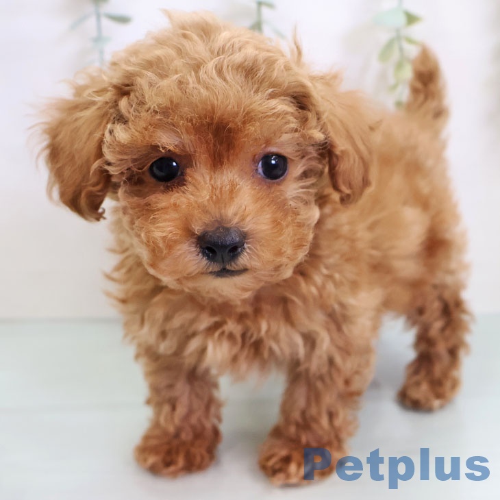 トイ・プードル