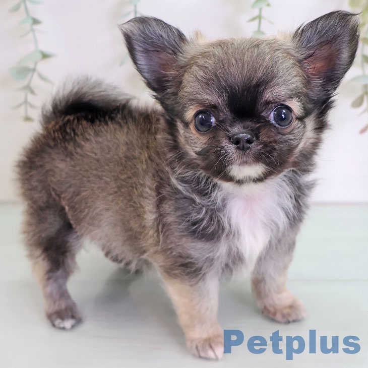 福岡県のチワワ(ロング) (ペットプラス 八幡東店/2025年9月4日生まれ/男の子/フォーン)の子犬
