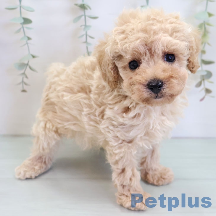 福岡県のトイプードル(トイ) (ペットプラス ららぽーと福岡店/2025年9月4日生まれ/男の子/アプリコット)の子犬