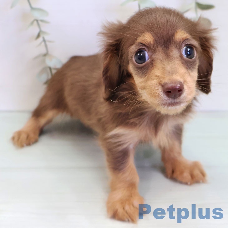 福岡県のカニンヘンダックスフンド(ロング) (ペットプラス ららぽーと福岡店/2025年9月3日生まれ/女の子/チョコレートタン)の子犬
