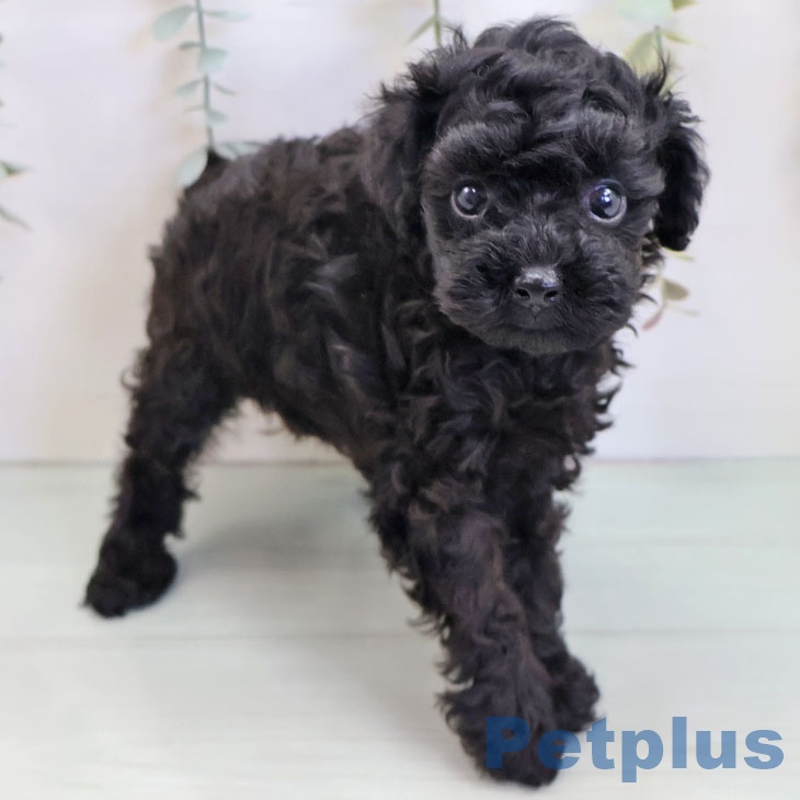 沖縄県のトイプードル(トイ) (ペットプラス 沖縄ライカム店/2025年9月3日生まれ/男の子/ブラック)の子犬