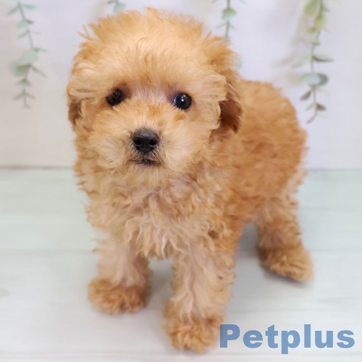 熊本県のトイプードル(トイ) (ペットプラス 熊本店/2025年8月28日生まれ/男の子/アプリコット)の子犬