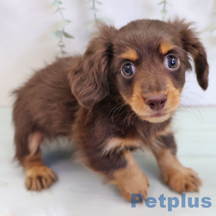 カニーンヘン・ダックスフンド