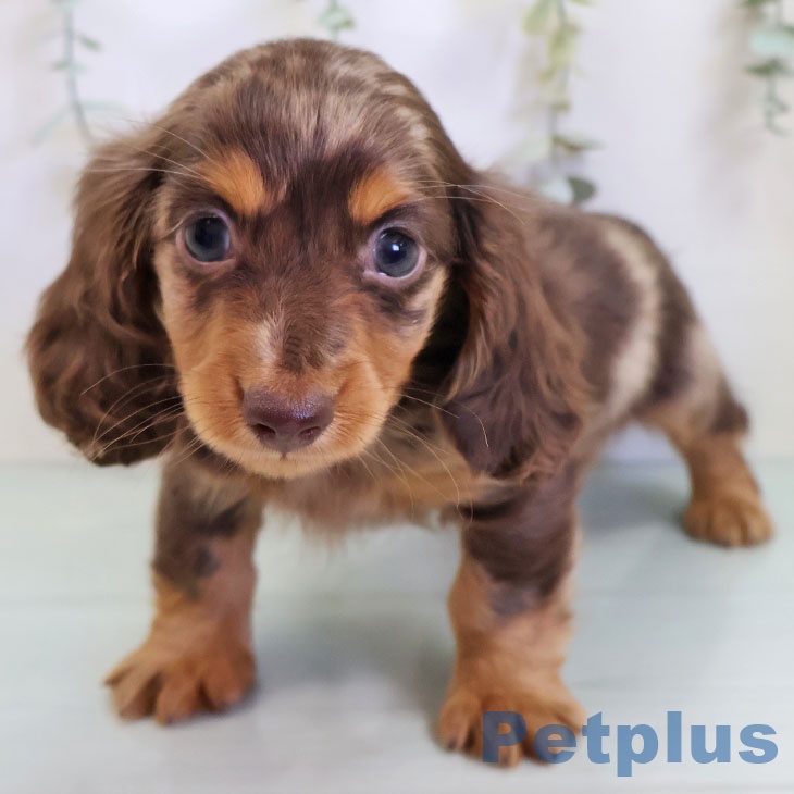 カニーンヘン・ダックスフンド