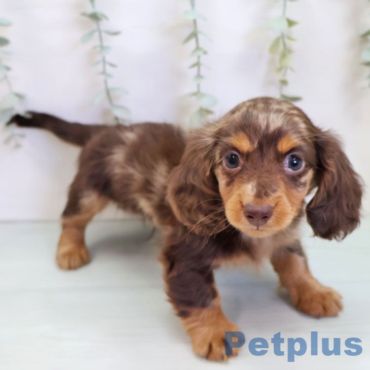 カニーンヘン・ダックスフンド