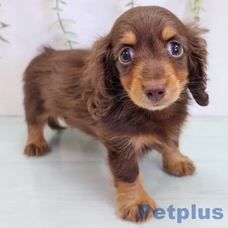 福岡県のカニンヘンダックスフンド(ロング) (ペットプラス 黒崎店/2025年9月4日生まれ/男の子/チョコレートタン)の子犬の1枚目の画像