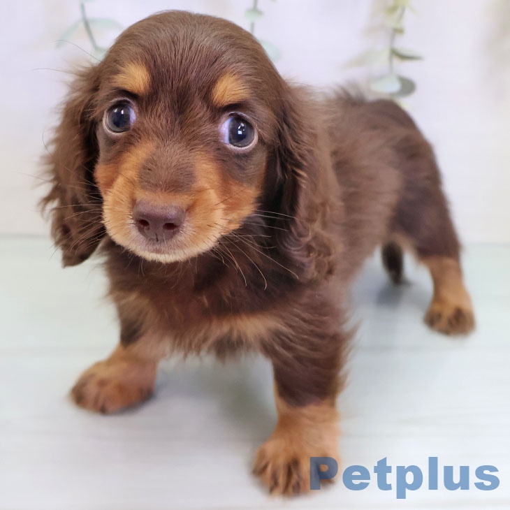福岡県のカニンヘンダックスフンド(ロング) (ペットプラス 黒崎店/2025年9月4日生まれ/男の子/チョコレートタン)の子犬の2枚目の画像