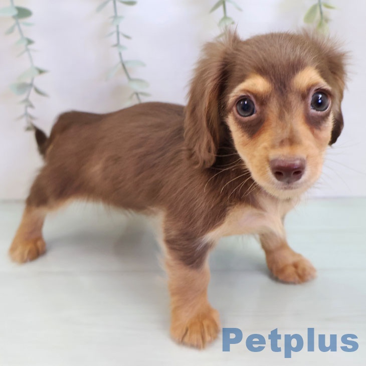 カニーンヘン・ダックスフンド