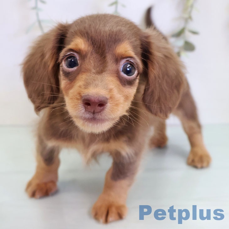 カニーンヘン・ダックスフンド