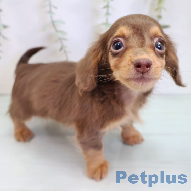 カニーンヘン・ダックスフンド