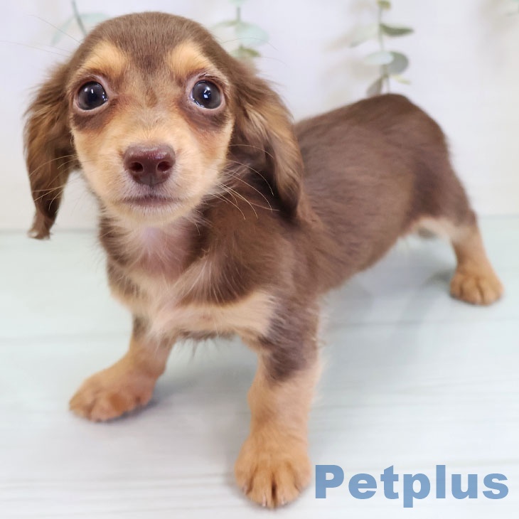福岡県のカニンヘンダックスフンド(ロング) (ペットプラス 香椎浜店/2025年9月3日生まれ/男の子/チョコレートタン)の子犬の1枚目の画像