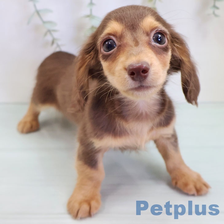 福岡県のカニンヘンダックスフンド(ロング) (ペットプラス 香椎浜店/2025年9月3日生まれ/男の子/チョコレートタン)の子犬の2枚目の画像