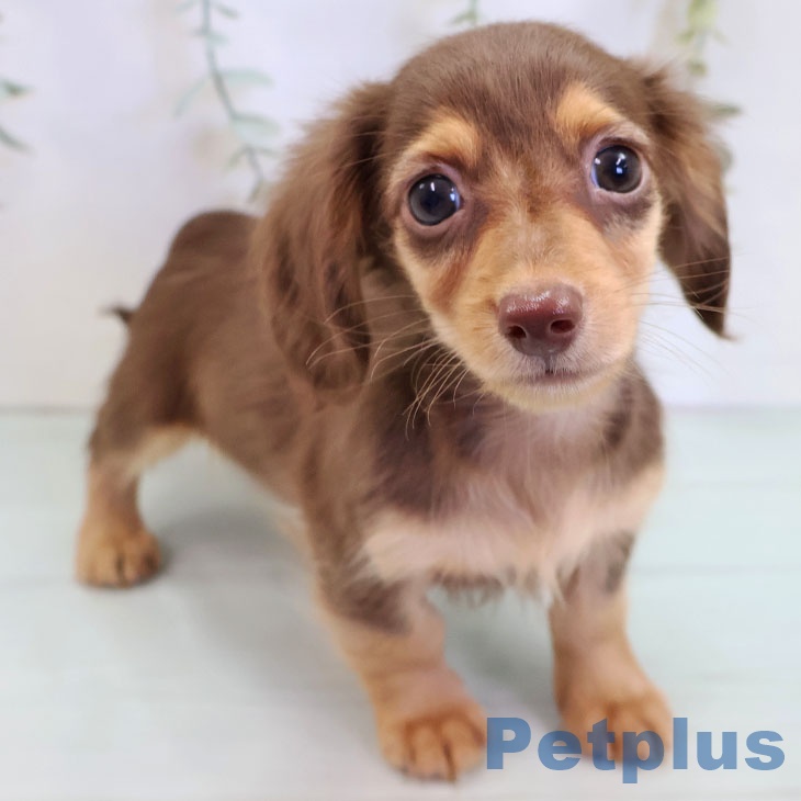 カニーンヘン・ダックスフンド