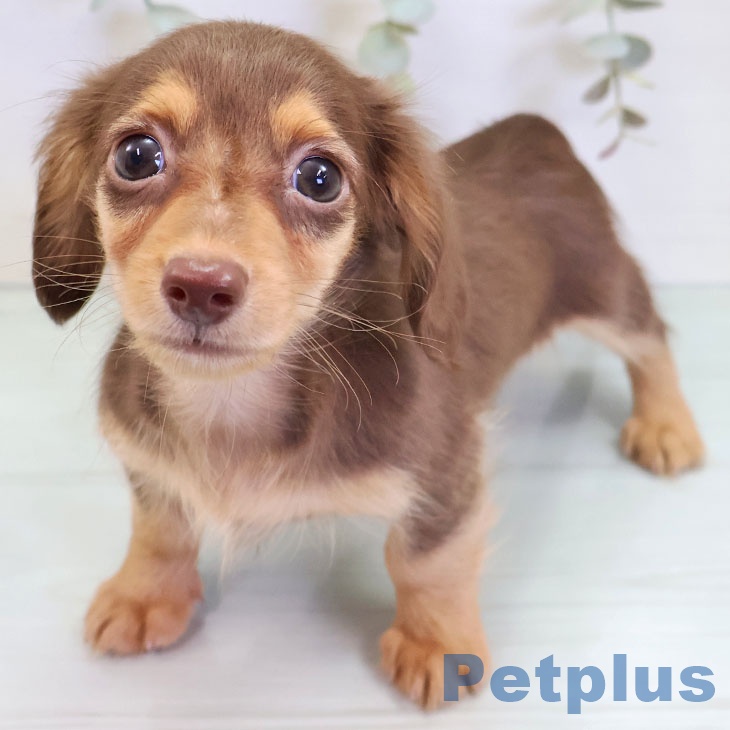 カニーンヘン・ダックスフンドの写真2