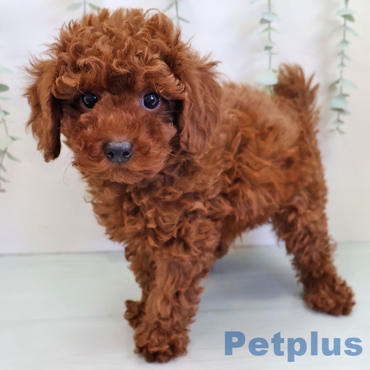 トイ・プードル