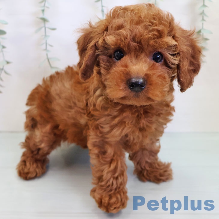 トイ・プードル