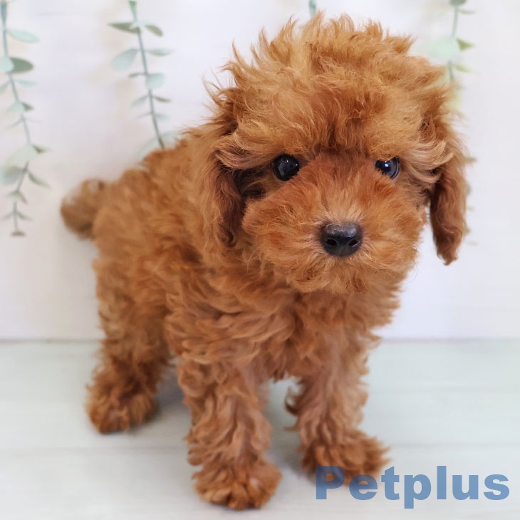 鹿児島県のトイプードル(トイ) (ペットプラス 姶良店/2025年9月3日生まれ/男の子/レッド)の子犬の1枚目の画像