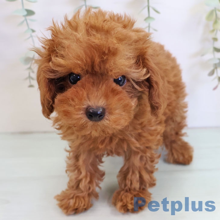 鹿児島県のトイプードル(トイ) (ペットプラス 姶良店/2025年9月3日生まれ/男の子/レッド)の子犬の2枚目の画像