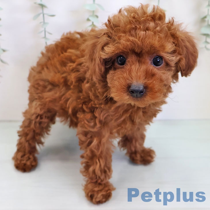 沖縄県のトイプードル(トイ) (ペットプラス 沖縄ライカム店/2025年9月3日生まれ/女の子/レッド)の子犬