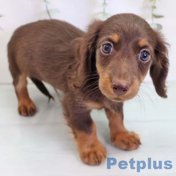 カニーンヘン・ダックスフンド