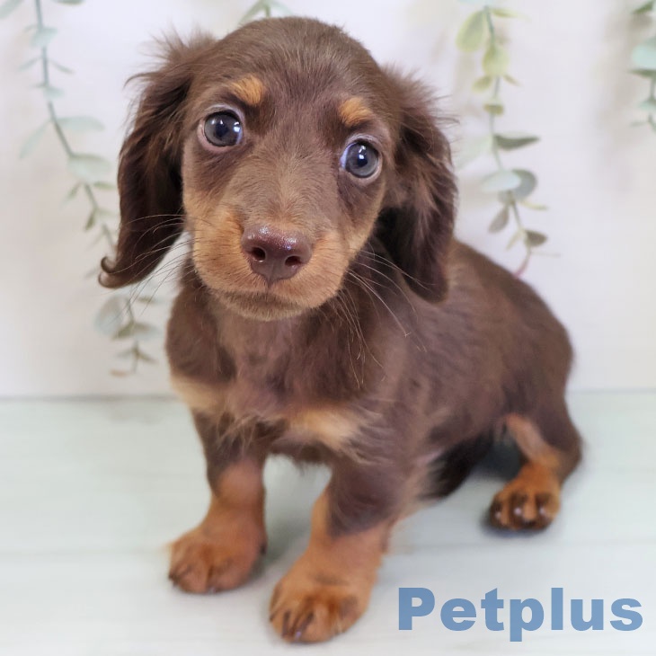 カニーンヘン・ダックスフンド