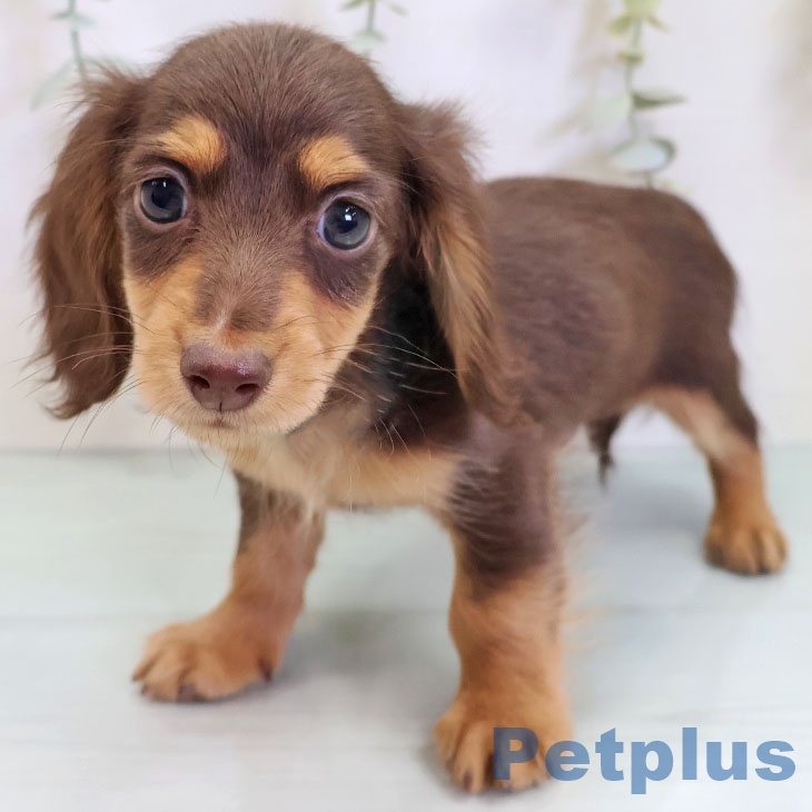 カニーンヘン・ダックスフンド