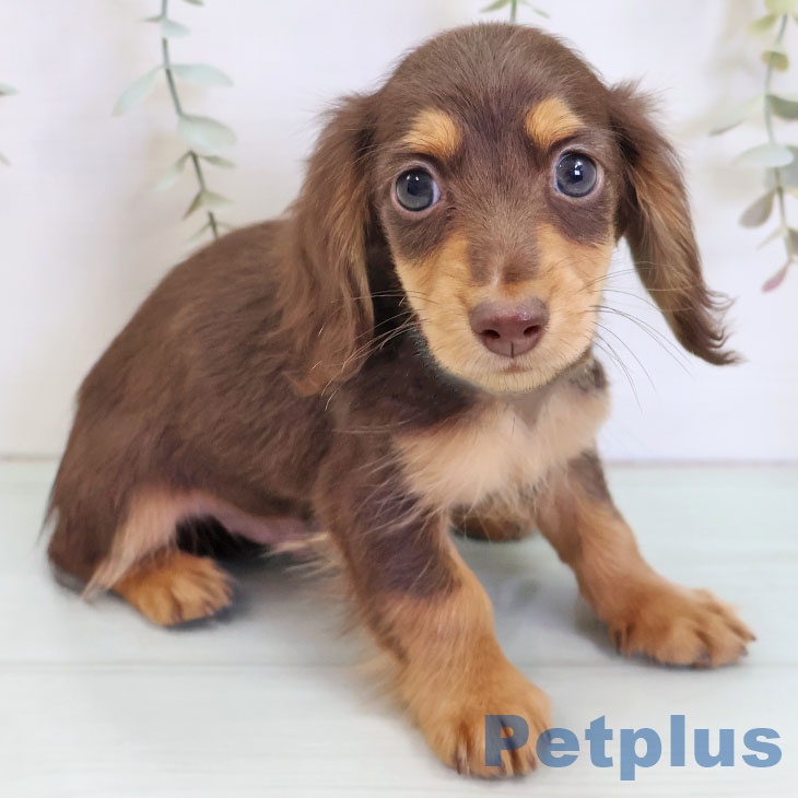 カニーンヘン・ダックスフンドの写真2