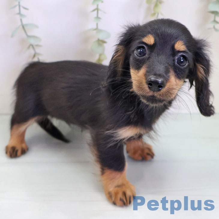 カニーンヘン・ダックスフンド