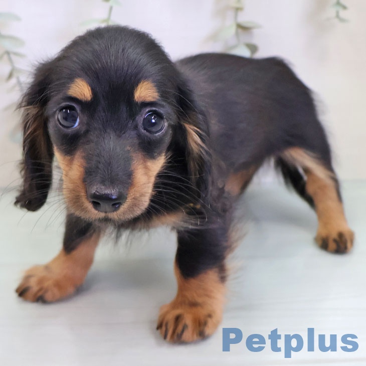 カニーンヘン・ダックスフンド