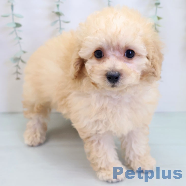福岡県のトイプードル(トイ) (ペットプラス ららぽーと福岡店/2025年9月4日生まれ/男の子/クリーム)の子犬