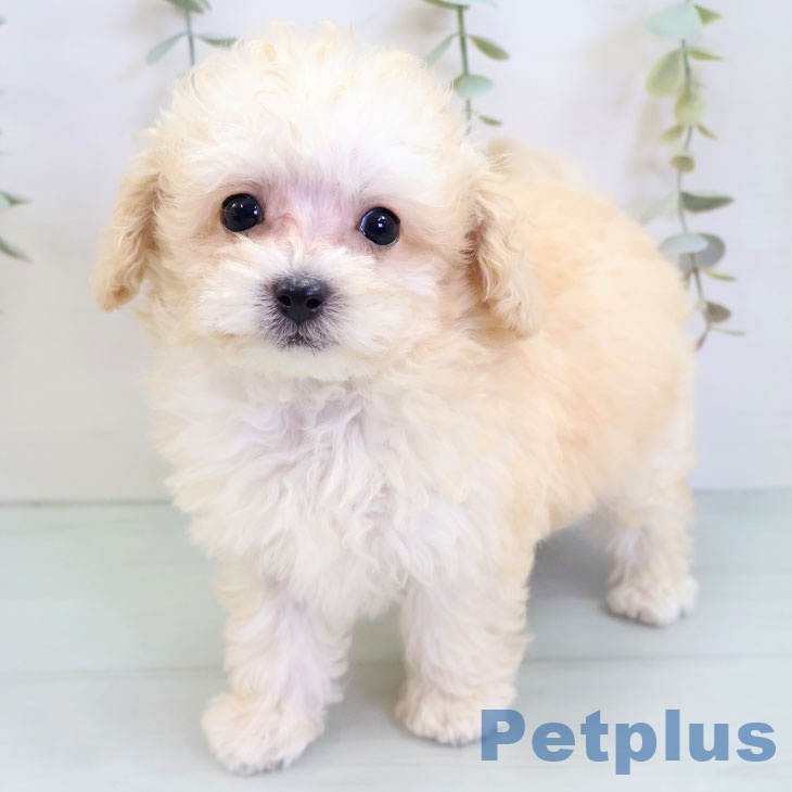 福岡県のトイプードル(トイ) (ペットプラス 八幡東店/2025年9月4日生まれ/男の子/クリーム)の子犬