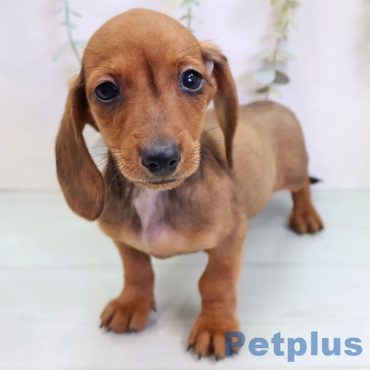 カニーンヘン・ダックスフンド