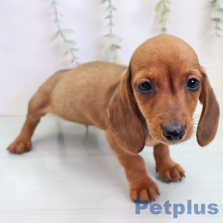 カニーンヘン・ダックスフンド