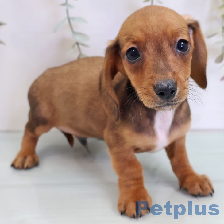 福岡県のカニンヘンダックスフンド(ロング) (ペットプラス 八幡東店/2025年9月3日生まれ/男の子/レッド)の子犬