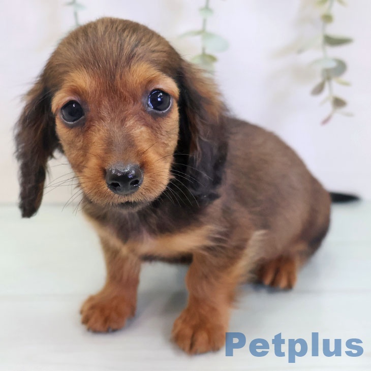 福岡県のカニンヘンダックスフンド(ロング) (ペットプラス 福岡伊都店/2025年9月3日生まれ/男の子/レッド)の子犬の1枚目の画像