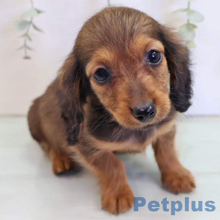 福岡県のカニンヘンダックスフンド(ロング) (ペットプラス 福岡伊都店/2025年9月3日生まれ/男の子/レッド)の子犬の2枚目の画像