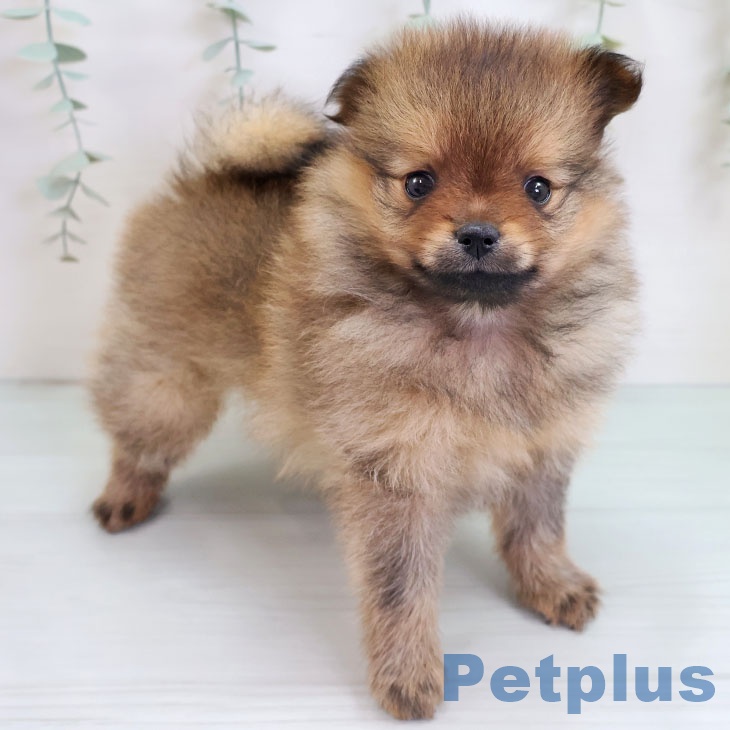 福岡県のポメラニアン (ペットプラス MARK IS 福岡ももち店/2025年9月4日生まれ/男の子/オレンジ)の子犬の1枚目の画像