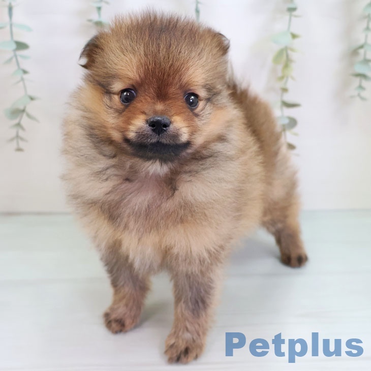 福岡県のポメラニアン (ペットプラス MARK IS 福岡ももち店/2025年9月4日生まれ/男の子/オレンジ)の子犬の2枚目の画像