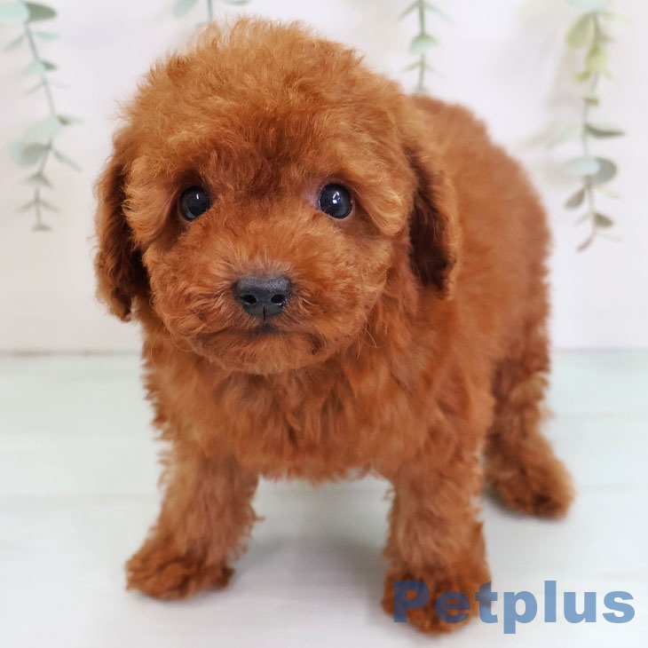 福岡県のトイプードル(トイ) (ペットプラス ららぽーと福岡店/2025年9月1日生まれ/男の子/レッド)の子犬